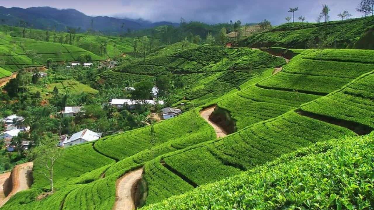 25 Tea Plantation