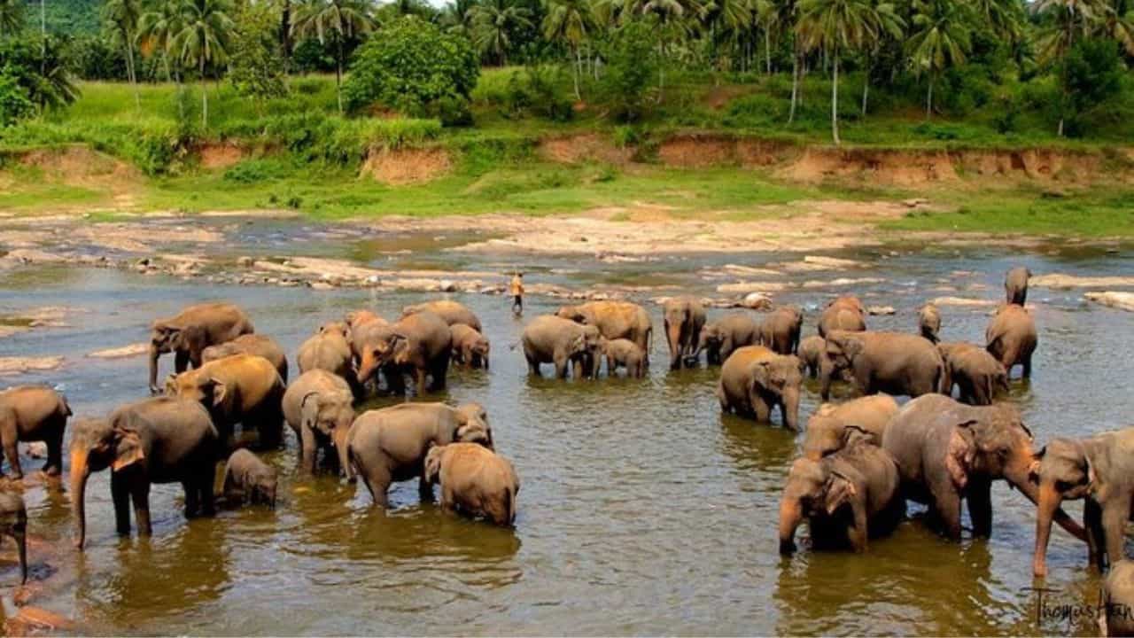 27 Pinnawala