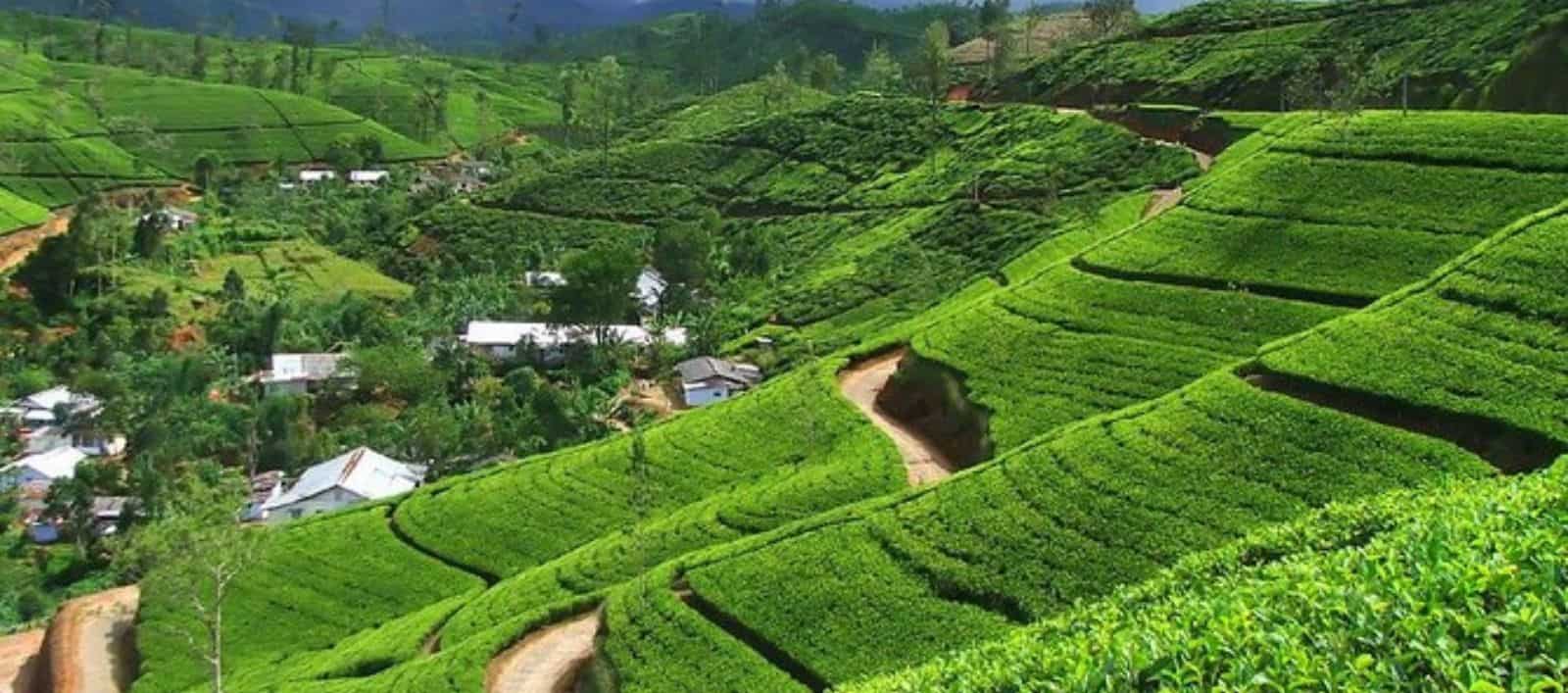 Tea Plantation